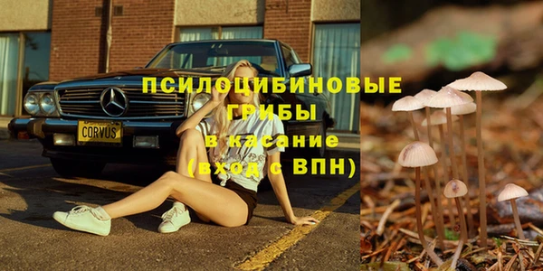 прущие грибы Волоколамск
